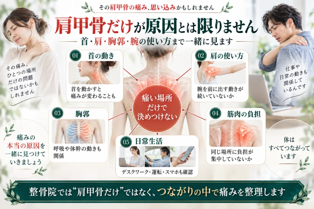 肩甲骨の痛みは肩甲骨だけでなく首、肩、胸郭、筋肉の負担、日常生活も関係することを示した図解画像