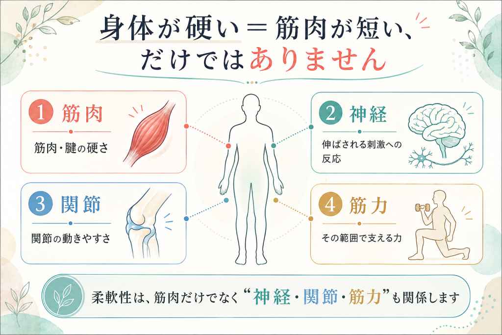 身体の柔軟性は筋肉だけでなく神経・関節・筋力も関係することを説明する図