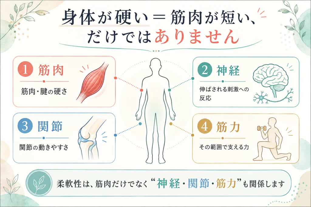 身体の柔軟性は筋肉だけでなく神経・関節・筋力も関係することを説明する図