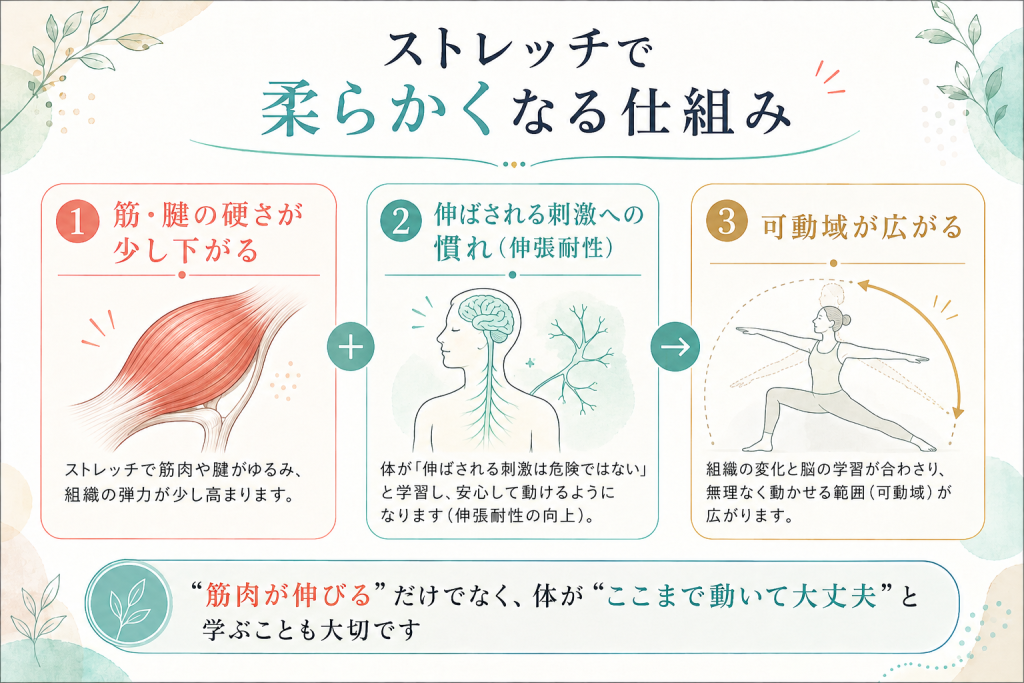 ストレッチで筋や腱の硬さが少し下がり伸張耐性が高まることで可動域が広がる仕組み