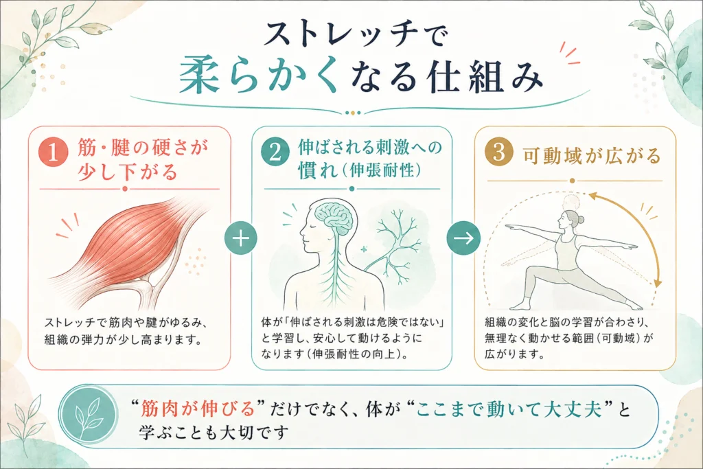 ストレッチで筋や腱の硬さが少し下がり伸張耐性が高まることで可動域が広がる仕組み