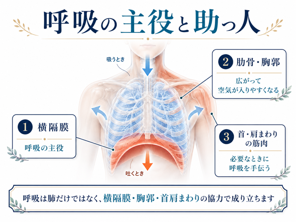 横隔膜と胸郭が呼吸の主役で首肩の筋肉が呼吸を補助する仕組みを説明する図