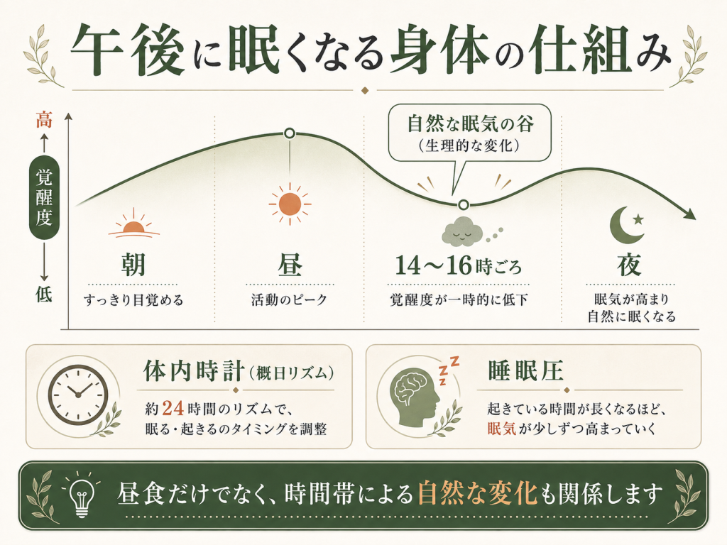 午後に眠くなりやすい時間帯と体内時計・睡眠圧の関係をわかりやすく示した図解画像